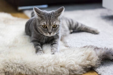 Deutschland, Porträt einer grauen Britisch-Kurzhaar-Katze, die sich auf einem Tierfellteppich entspannt - JUNF01761