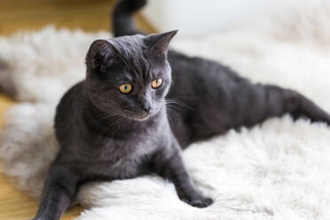 Deutschland, Porträt einer schwarzen Britisch-Kurzhaar-Katze, die sich auf einem Tierfellteppich entspannt - JUNF01762