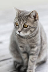 Deutschland, Porträt einer grauen Britisch-Kurzhaar-Katze, sitzend im Freien - JUNF01764
