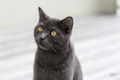 Germany, Portrait of black British Shorthair cat sitting outdoors - JUNF01767