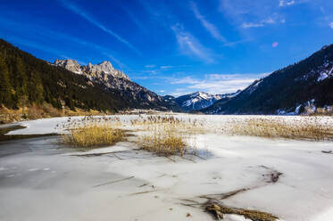 Österreich, Tirol, Schilf am Ufer des zugefrorenen Haldensees - THAF02782