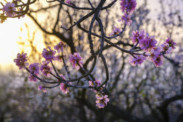 Spanien, Zweige eines blühenden Mandelbaums (Prunus dulcis) bei Sonnenaufgang - SIEF09598