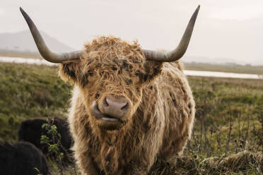 Scottish highland cow looking into camera with mouth open, Outer Hebrides, Scotland - CAVF76090