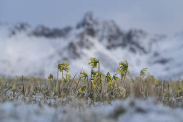 Erste Frühlingsblumen mit Schneestaub bedeckt, Flakstadøy, Lofoten, Norwegen - CAVF76107