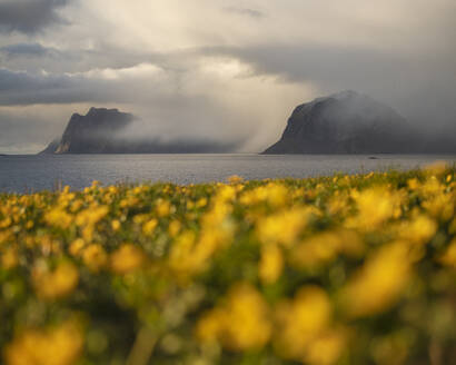 Frühlingsfeld mit gelben Hahnenfußblüten und herannahendem Sturm über entfernten Bergen, Myrland, Flakstadøy, Lofoten, Norwegen - CAVF76108