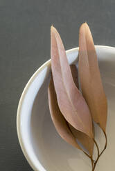 Leaves lying in a white bowl. - CAVF76165