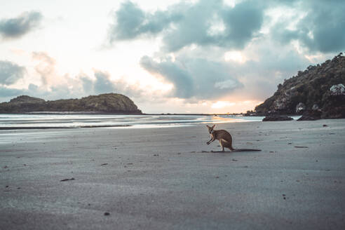 Känguru am Strand gegen bewölkten Himmel bei Sonnenaufgang - CAVF76193