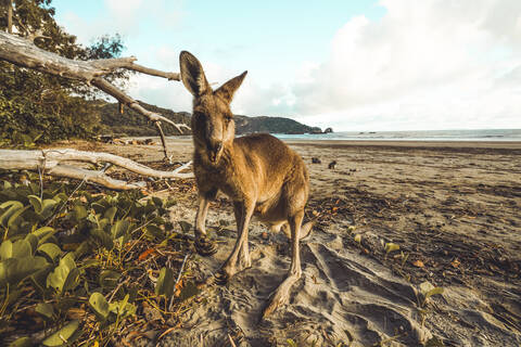 Nahaufnahme von Känguru am Strand beim Fressen von Blättern gegen blauen Himmel, lizenzfreies Stockfoto