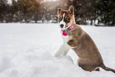 Husky blauäugiger Welpe Hund spielt draußen im Winter Schnee - CAVF76317