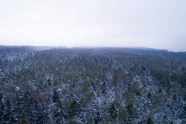 Luftaufnahme von schneebedeckten Kiefern im Naturschutzgebiet Muraste, Bezirk Harju, Estland - AAEF07053