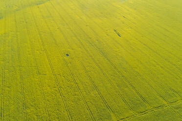 Luftaufnahme einer grünen Wiese, Lellapere, Bezirk Rapla, Estland - AAEF07083