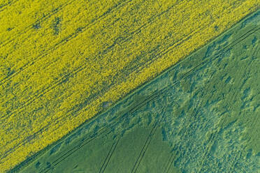 Luftaufnahme einer grünen Wiese, Laeste, Bezirk Rapla, Estland - AAEF07088