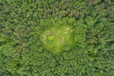 Luftaufnahme einer kleinen, von Bäumen umgebenen Grünfläche, Suuremõisa, Kreis Lääne, Estland - AAEF07096
