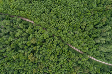 Aerial view of a road surrounded by trees, Suuremõisa, Lääne County, Estonia - AAEF07098