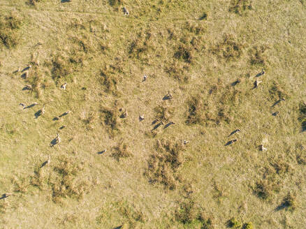 Luftaufnahme von Kängurus in einem Feld Endeavor Hills, Victoria, Australien - AAEF07141
