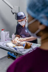 Tierarzt und Assistentin operieren einen Hund in der Klinik - DLTSF00597