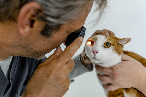 Tierarzt untersucht das Auge einer Katze in der Klinik - DLTSF00601