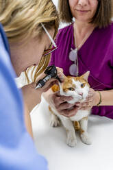 Veterinarian and assistant examining cat's ear in clinic - DLTSF00602