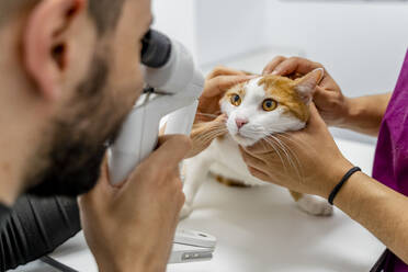 Veterinarian examining cat's eye in clinic - DLTSF00604