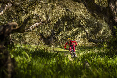 Woman riding mountainbike on forest track, Fort Ord National Monument Park, Monterey, California, USA - MSUF00213