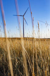 Colorado Wind Farm located on wheat field - CAVF76338