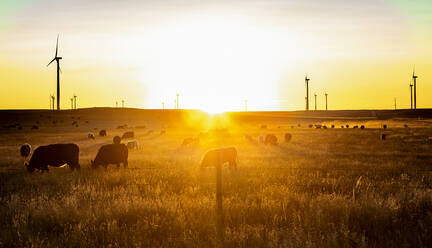 Colorado Wind Farm located on a wheat field during sunrise - CAVF76339