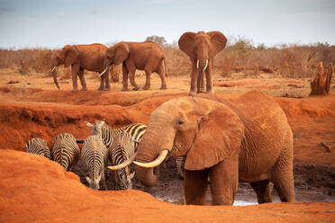 Große rote Elefanten mit einigen Zebras an einem Wasserloch, auf Safari in Kenia - CAVF76354