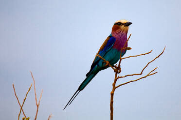 Bunter Vogel auf dem Baum, Kenia - CAVF76355