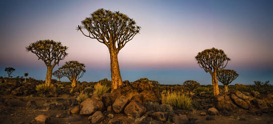 Sonnenuntergangspanorama der Köcherbäume im Köcherbaumwald, Namibia - CAVF76381