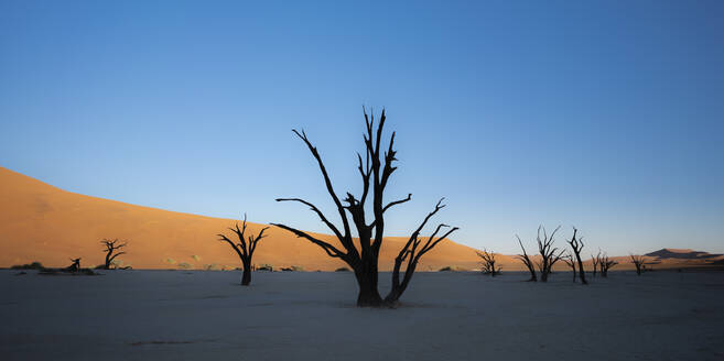 Morgenlicht auf Akazienbaumskeletten im Deadvlei-Sossusvlei, Namibia - CAVF76382