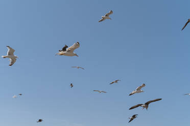 Flying seagulls against blue sky - AFVF05586