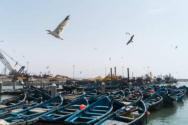 Vertäute Fischerboote im Hafen, Essaouira, Marokko - AFVF05588