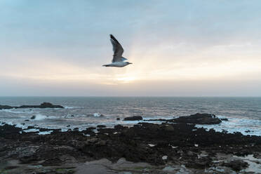 Blick auf den Horizont bei Sonnenuntergang, Essaouira, Marokko - AFVF05597