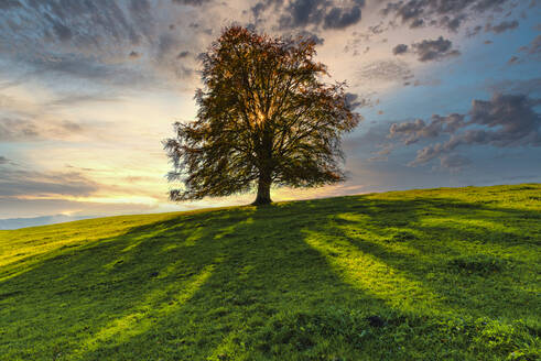 Copper beech against the sun in spring - WGF01317