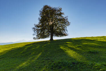 Rotbuche in der Frühlingssonne - WGF01318