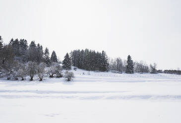 Deutschland, Nordrhein-Westfalen, Klarer Himmel über schneebedeckter Landschaft des Hohen Venns - Naturpark Eifel im Winter - GWF06510