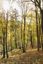 Deutschland, Nordrhein-Westfalen, Herbstwald im Nationalpark Eifel - GWF06518