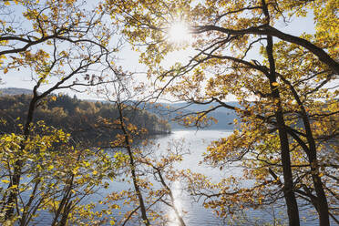 Germany, North Rhine-Westphalia, Einruhr, Autumn trees against sun shining over Obersee lake - GWF06523