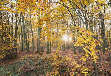 Deutschland, Nordrhein-Westfalen, Sonnenlicht beleuchtet Kermeterwald im Herbst - GWF06530