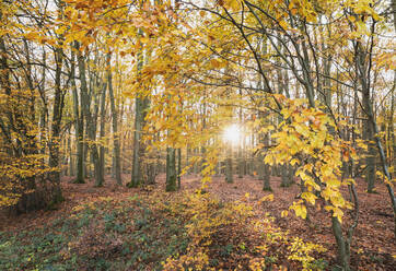 Germany, North Rhine-Westphalia, Sunlight illuminating Kermeter forest in autumn - GWF06530