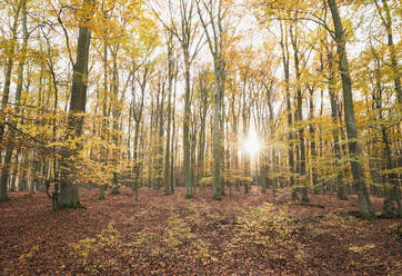 Deutschland, Nordrhein-Westfalen, Sonnenlicht beleuchtet Kermeterwald im Herbst - GWF06531