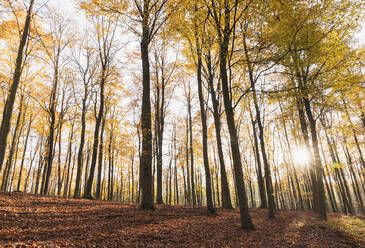 Deutschland, Nordrhein-Westfalen, Sonnenlicht beleuchtet Kermeterwald im Herbst - GWF06534