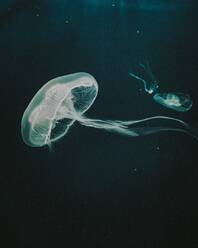 Beautiful jellyfish in free motion - CAVF76499