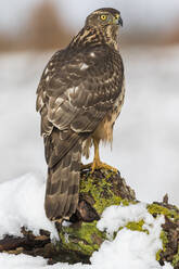 Junger Habicht, Accipiter gentilis, ruhend auf einem Ast mit Schnee - CAVF76528