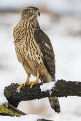 Junger Habicht, Accipiter gentilis, ruhend auf einem Ast mit Schnee - CAVF76529