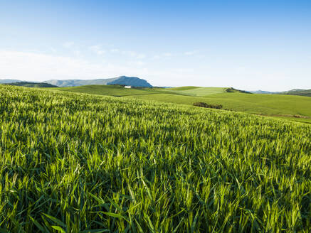 Landwirtschaftliche Landschaft in Ardales, Malaga, Spanien - CAVF76635