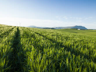 Landwirtschaftliche Landschaft in Ardales, Malaga, Spanien - CAVF76638