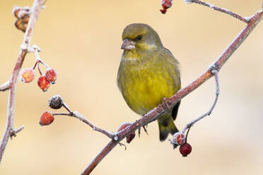 Männlicher Stieglitz (chloris chloris), auf einem Ast sitzend, vor einem homogenen, unscharfen Hintergrund. - CAVF76788