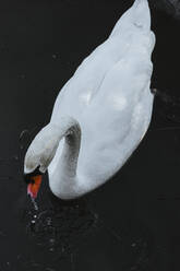 Weißer Schwan schwimmt im eiskalten Wasser des Sees - CAVF76793