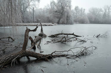 Düstere Winterwald während Nebel mit Frost in bewölktem Wetter bedeckt - CAVF76849